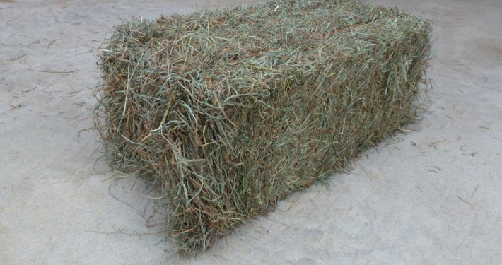horse hay