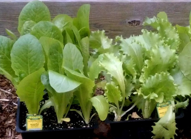 Spring Plants are in at Cherokee Feed and Seed in Ball Ground, GA