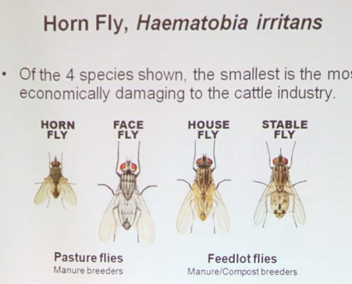 Find solutions to horn flies on cattle at Cherokee Feed & Seed in Ball Ground and Gainesville, GA Horn Flies compared to other flies image