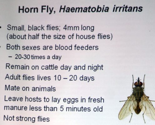 cherokee-ball-ground-purina-cattle-mineral-meeting-horn-fly-slide2