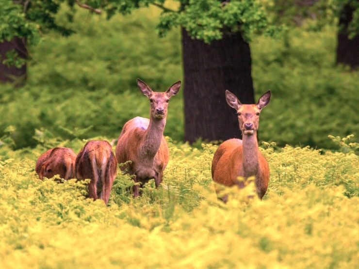 Deer hunting supplies at Cherokee Feed & Seed Deer family