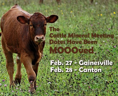 Cattle Mineral Meetings - February 2017
