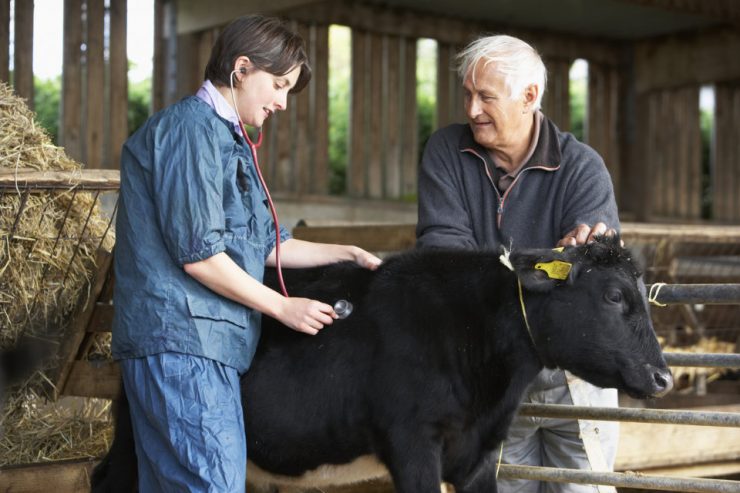 Farmer With Vet Examining Calf Cherokee Feed & Seed is a VFD Distributor