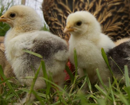 The chicks are here at Cherokee Feed & Seed in Georgia!