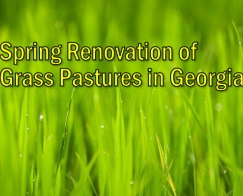 Spring Renovation of Grass Pastures in Georgia