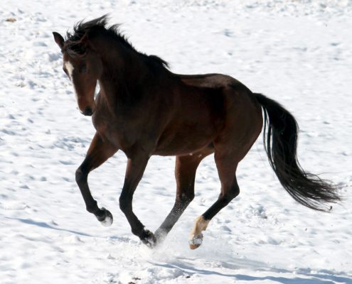 Not all horses need blankets