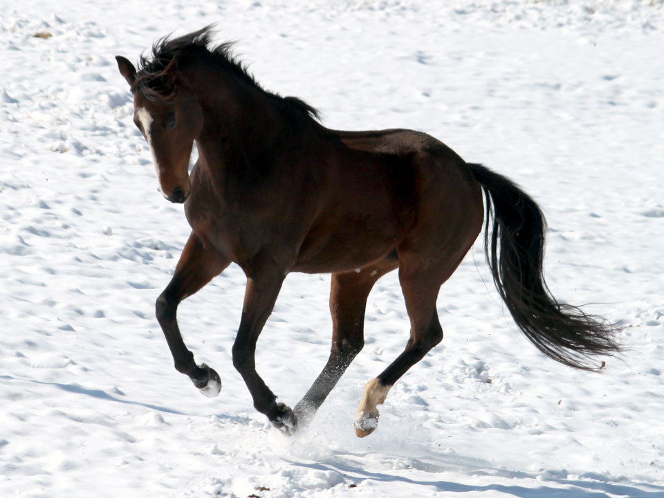 Not all horses need blankets