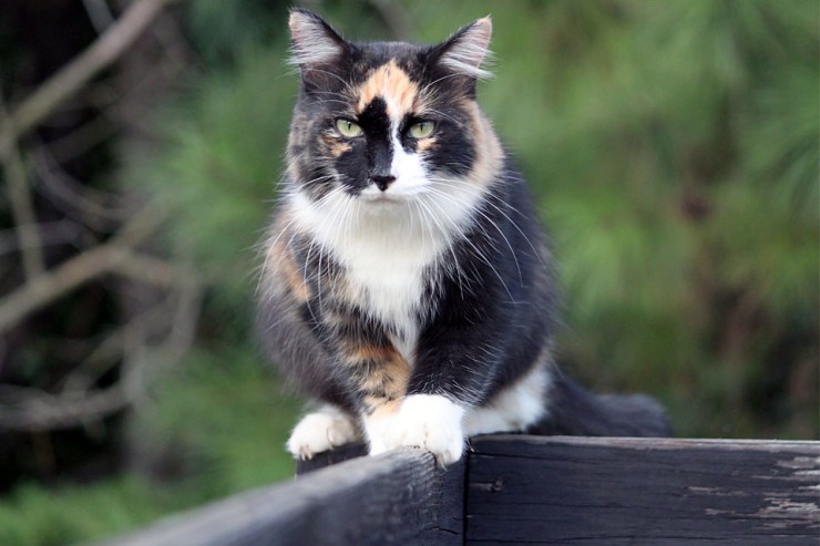 Cat sitting on black fence. 