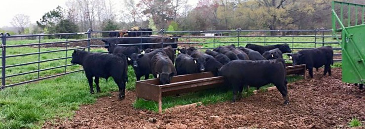 Cattle feed, supplies and equipment at Cherokee Feed & Seed in Ball Ground and Gainesville, GA