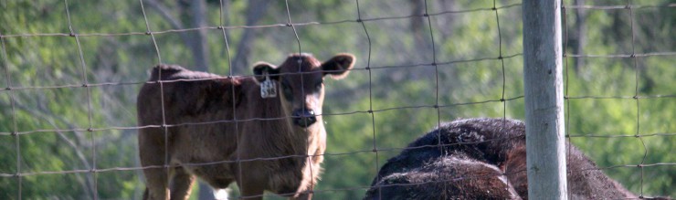 Cattle Feed & Supplies - Cherokee Feed & Seed