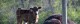 Cattle Feed & Supplies – Cherokee Feed & Seed