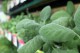 Cherokee Feed & Seed carries garden plants and herbs