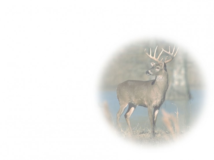 Deer feed & attractants at Cherokee Feed & Seed