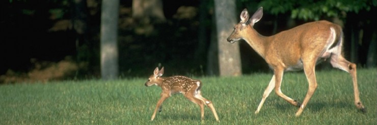Take care of the deer with feed & seed from Cherokee Feed & Seed