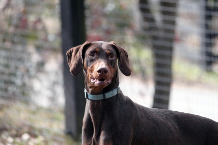 Premium Dog Food and Supplies are available at Cherokee Feed & Seed stores.