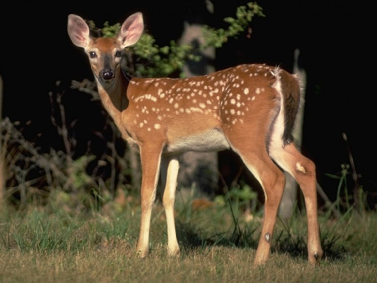 Fawn