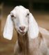 Find Goat Feed at Cherokee Feed & Seed