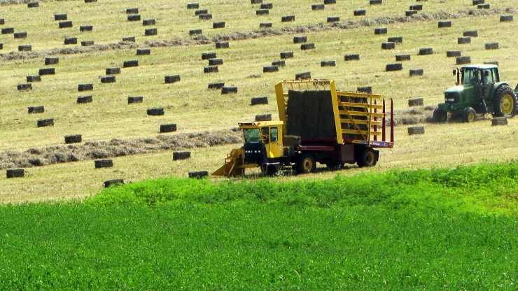 High quality horse hay including alfalfa, Timothy, Coastal and grass hay mixes.