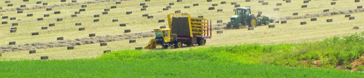 High quality horse hay including alfalfa, Timothy, Coastal and grass hay mixes.