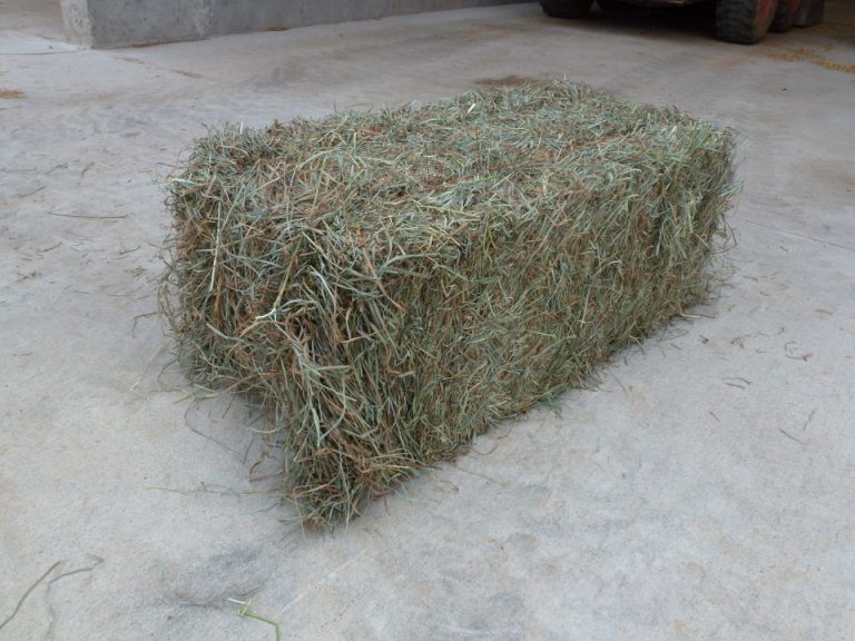 High quality horse hay including alfalfa, Timothy, Coastal and grass
