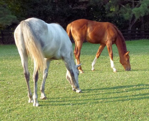 Pasture Grass & Seeds Pasture Grass & Seeds