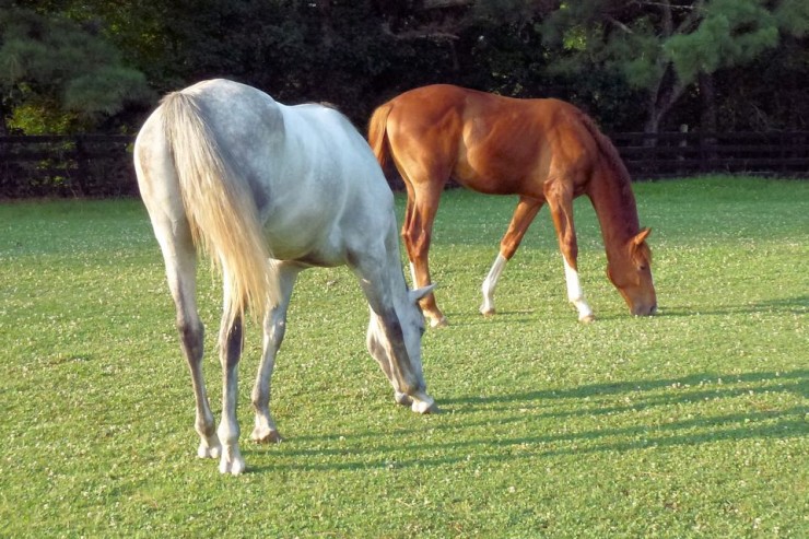 Pasture Grass & Seeds