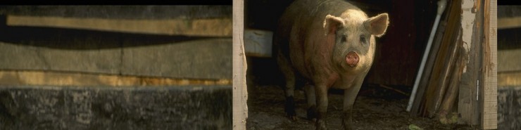 Pig, Hog and Swine Feed in North Georgia