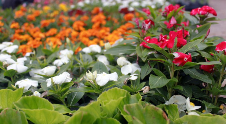 Seeds and Plants at Cherokee Feed & Seed