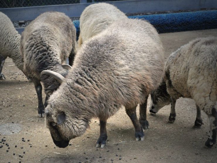 Sheep feed is available at Cherokee Feed & Seed