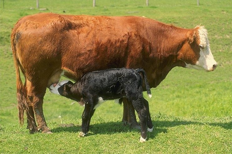 Cherokee Feed & Seed carries cattle feed