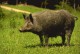 Pig and Swine Feed