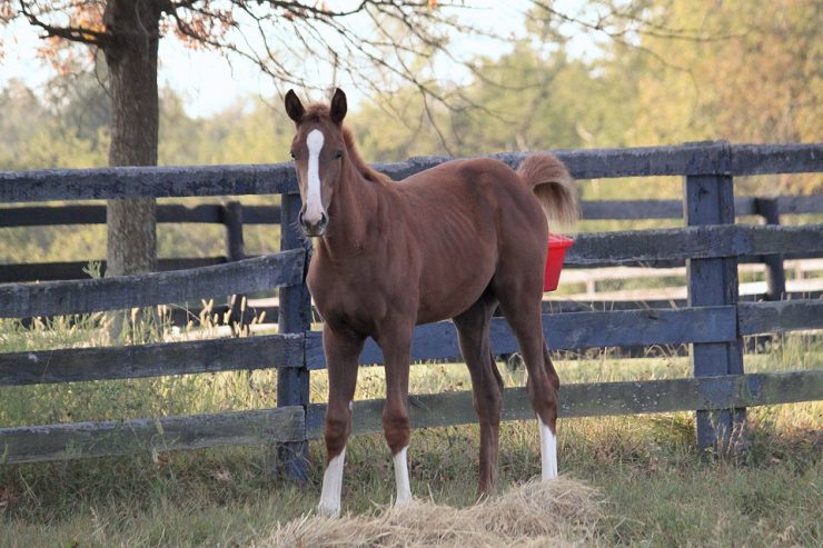 horse feeds & supplies