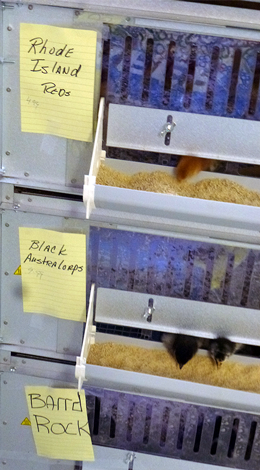 Baby Chicks at Cherokee Feed & Seed in Ball Ground, GA