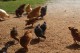 Chickens and supplies at Cherokee Feed & Seed