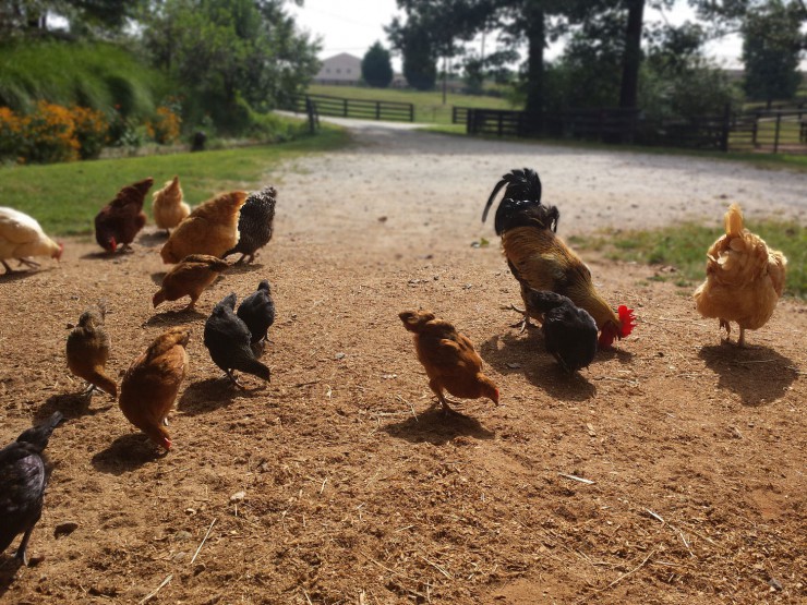 Chickens and supplies at Cherokee Feed & Seed