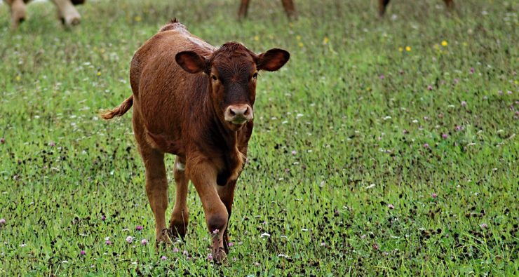 Cattle Mineral Meetings - February 2017