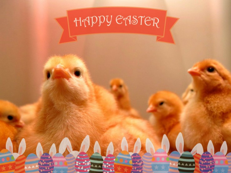 Happy Easter! The chicks arrive March 29th!