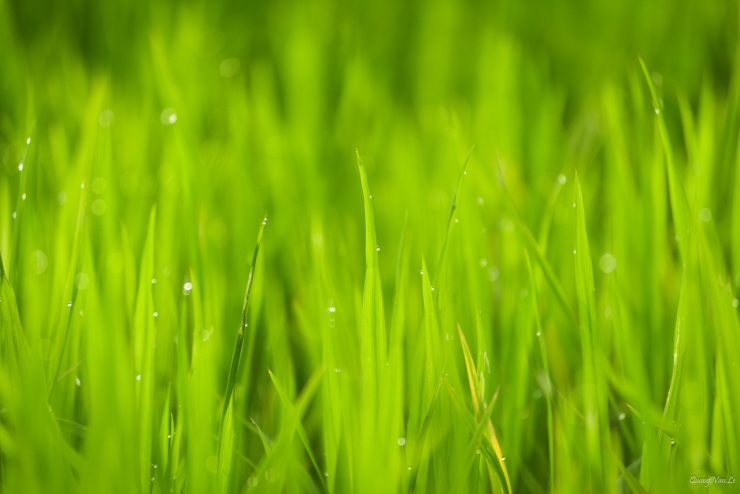 Spring Renovation of Grass Pastures in Georgia