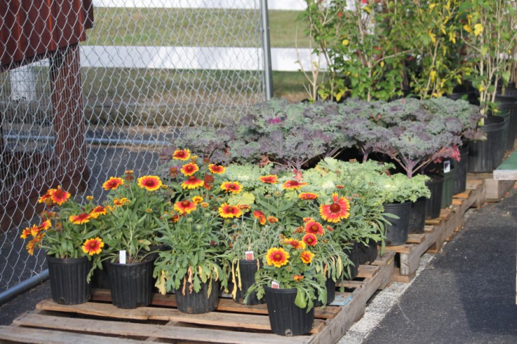 Flowers and Vegetables at Cherokee Feed & Seed