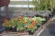 Flowers and Vegetables at Cherokee Feed & Seed