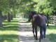 horse-in-lane