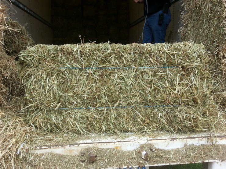 Canadian Timothy square hay bale at Cherokee Feed & Seed Ball Ground and Gainesville, GA