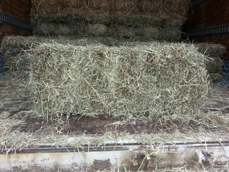Kentucky Timothy square hay bale at Cherokee Feed & Seed Ball Ground and Gainesville, GA