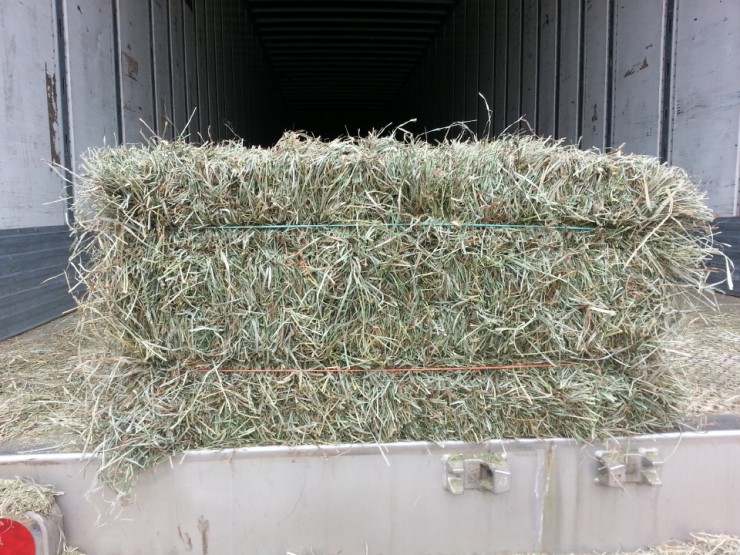 Orchard Alfalfa square hay bale at Cherokee Feed & Seed Ball Ground and Gainesville, GA