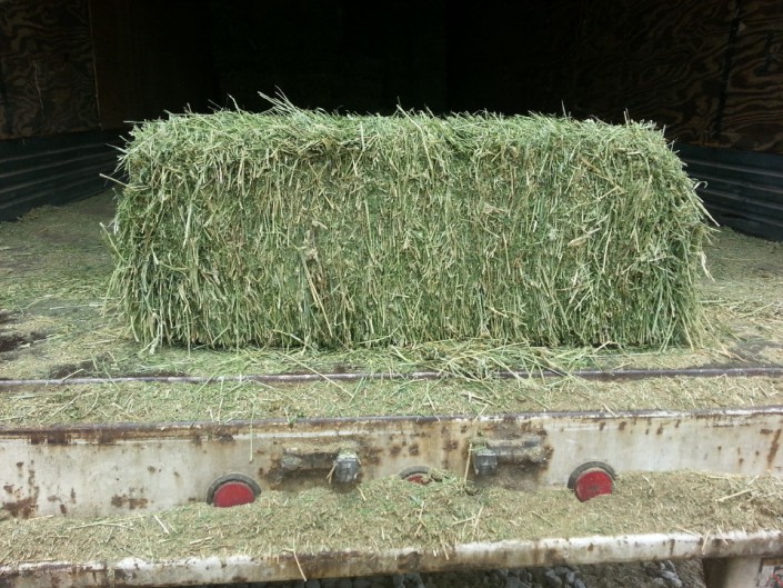 Western Alfalfa square hay bale at Cherokee Feed & Seed Ball Ground and