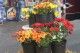 cherokee-feed-and-seed-customer-appreciation-2014_20141011_126