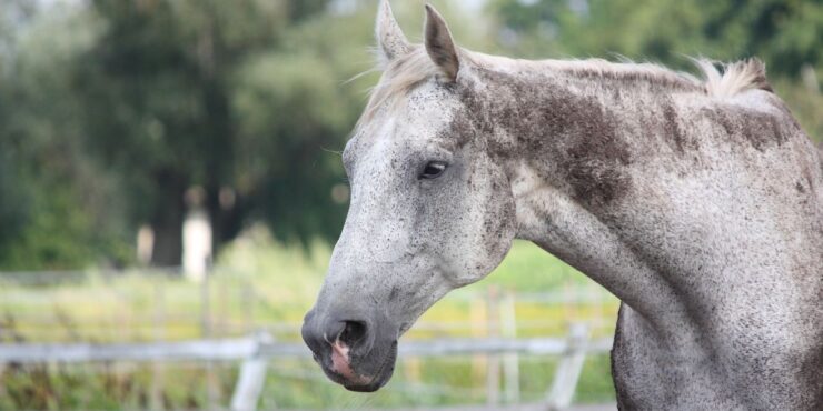 Purina E3 Senior Horse Summit slider