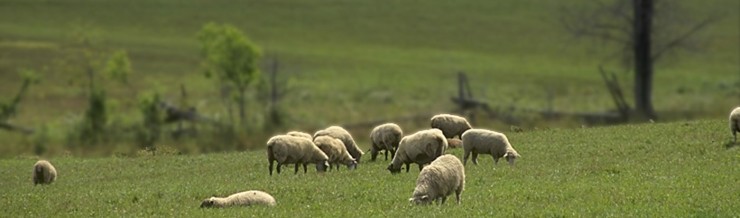 Sheep & Goat Feed & Supplies