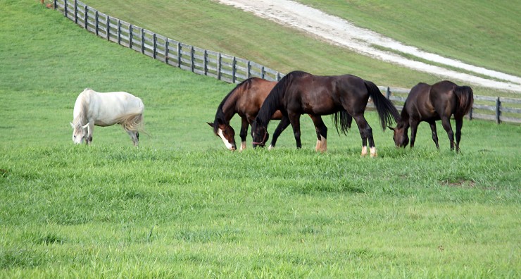 Pasture Seeding, Fertilizing & Liming Services from Cherokee Feed & Seed