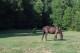 Pasture Seeding, Fertilizing & Liming Services from Cherokee Feed & Seed